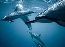 开云在线观看-葡萄牙全队成全C罗进球追代伊？他本人也不会同意！